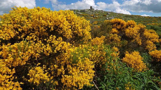 塞文国家公园，col de niel, Mont Lozere，法国。视频素材