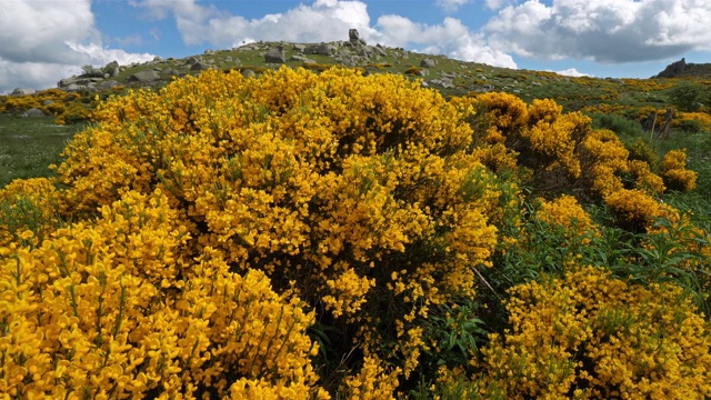 塞文国家公园，col de niel, Mont Lozere，法国。视频素材