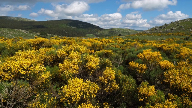 塞文国家公园，col de niel, Mont Lozere，法国。视频素材