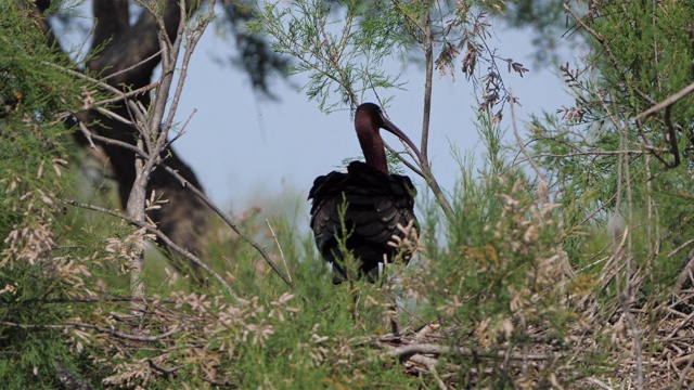 朱鹭，Plegadis falcinellus, Camargue，法国视频素材