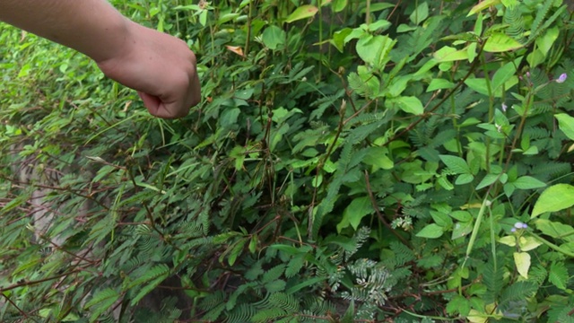 一个小男孩摸了摸含羞草的叶子。含羞草是一种害羞的植物，当被触摸或摇晃时，它会向内折叠，下垂。用手机拍的。视频素材