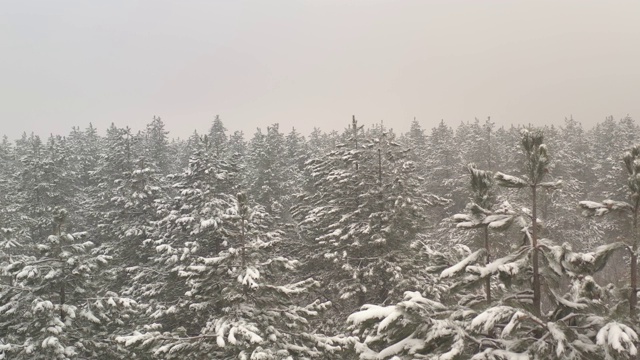 森林里的雪和雾是4K无人机拍摄的视频素材