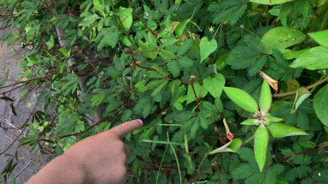 一个小男孩摸了摸含羞草的叶子。含羞草是一种害羞的植物，当被触摸或摇晃时，它会向内折叠，下垂。用手机拍的。视频素材