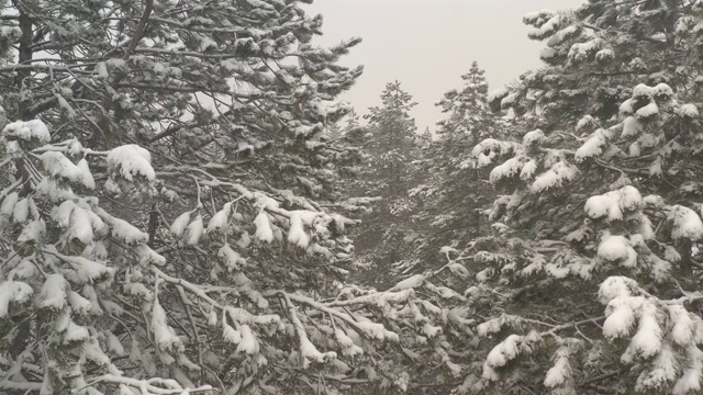 森林里的雪和雾是4K无人机拍摄的视频素材