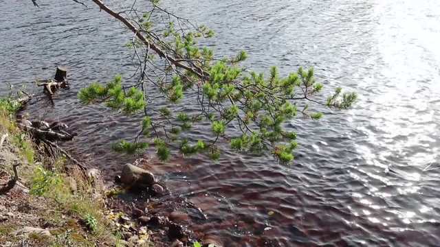 阳光明媚的早晨，河流，松树，岩石视频素材