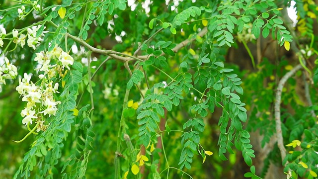 辣木籽和豆荚有降血压的作用视频素材