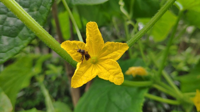 一只蜜蜂从黄色的黄瓜花上采蜜飞走了视频素材