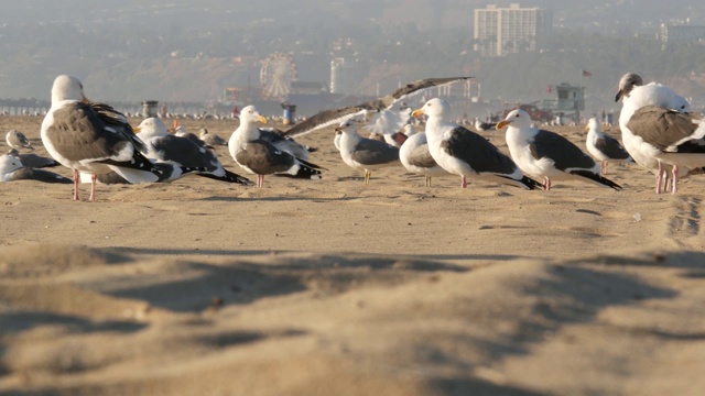 阳光明媚的加州沙滩上的海鸥，圣塔莫尼卡太平洋度假胜地码头上的游乐园里经典的摩天轮。夏季的标志性景观，象征洛杉矶，美国加利福尼亚州。旅游的概念视频素材