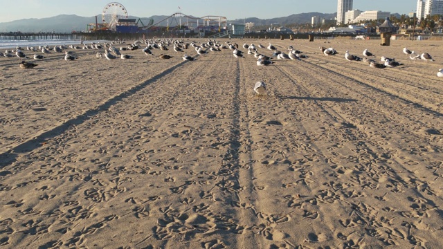 阳光明媚的加州沙滩上的海鸥，圣塔莫尼卡太平洋度假胜地码头上的游乐园里经典的摩天轮。夏季的标志性景观，象征洛杉矶，美国加利福尼亚州。旅游的概念视频素材