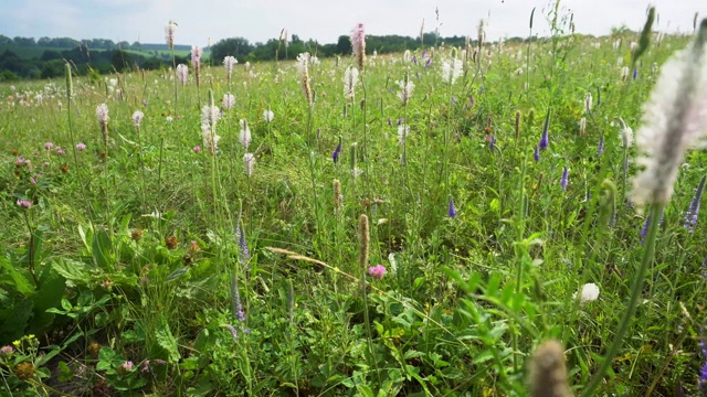 盛夏的草地。鲜花盛开的田野视频素材