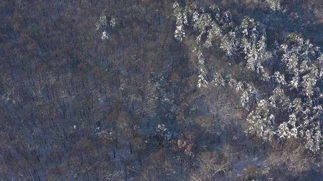 森林和树木下雪4K航拍视频视频素材