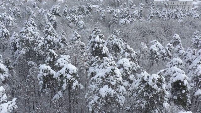 缓慢飞行在积雪的树顶，4K航拍视频视频素材