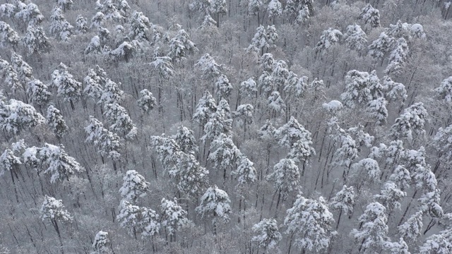 雪下的针叶树顶4K航拍视频视频素材