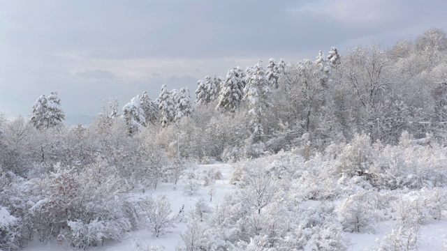 在1月的雪林清晨拍摄4K航拍视频视频素材