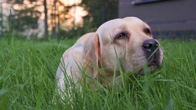 拉布拉多犬吃草视频素材