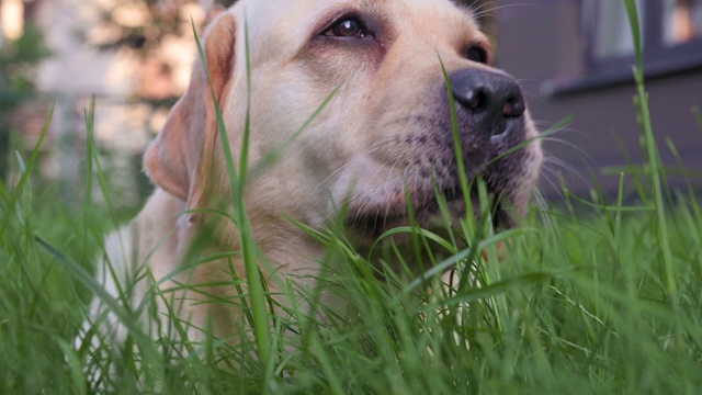 拉布拉多犬吃草视频素材