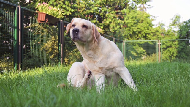 绿色草地上的拉布拉多犬视频素材