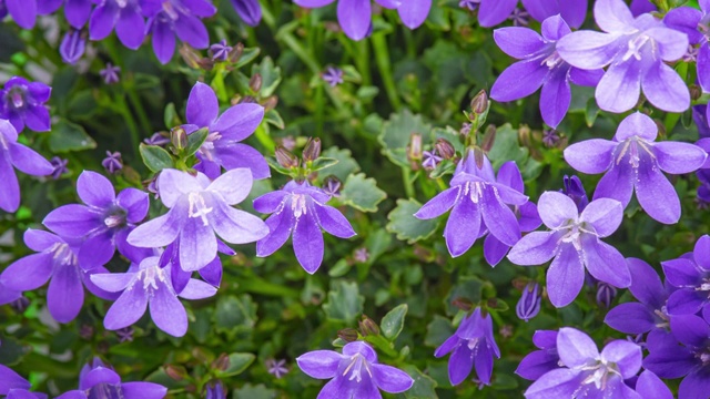 4K时光流逝风铃花视频素材