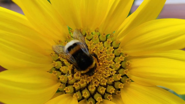 田间蜜蜂采集向日葵花粉的宏观研究。风中的大黄蜂在黄色向日葵上。视频素材