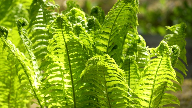 近距离观察花园里的蕨类植物视频素材