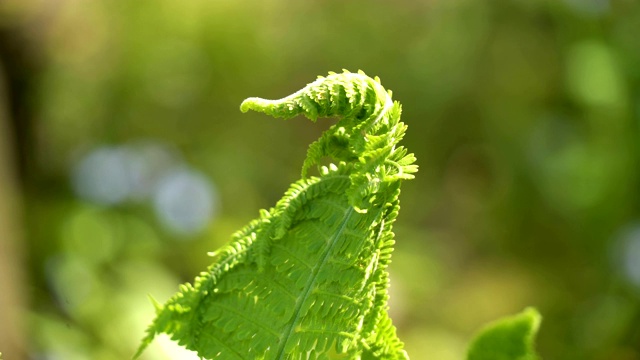 花园里绿色蕨类植物的顶端视频素材