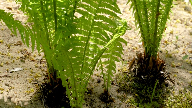 高大的绿色蕨类植物在阳光的照射下生长视频素材