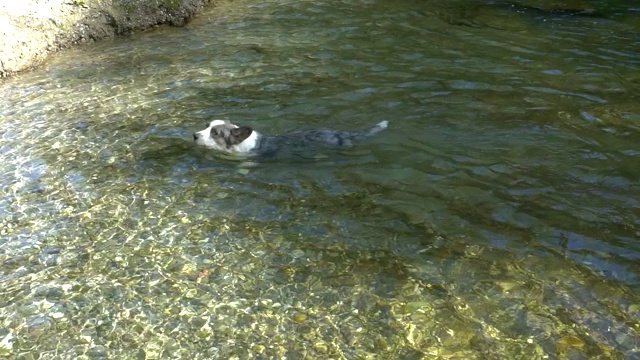 美丽的柯基犬在山间的河里游泳。阳光明媚的天气。夏天。视频素材