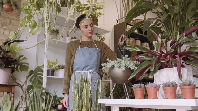 女植物店店主在商店给植物浇水视频素材