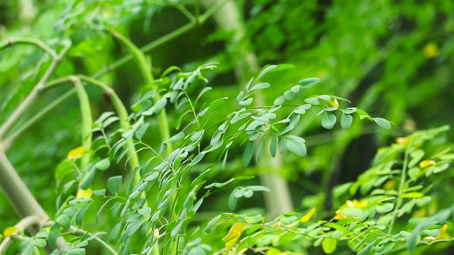 辣木干叶可制成茶饮，能抑制各种肿胀视频素材