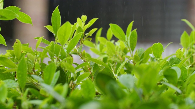 雨落在韩国榕树上视频素材画面1