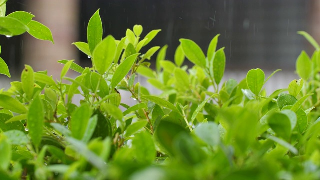 雨落在韩国榕树上视频素材画面2