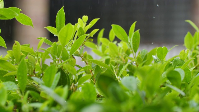 雨落在韩国榕树上视频素材画面3