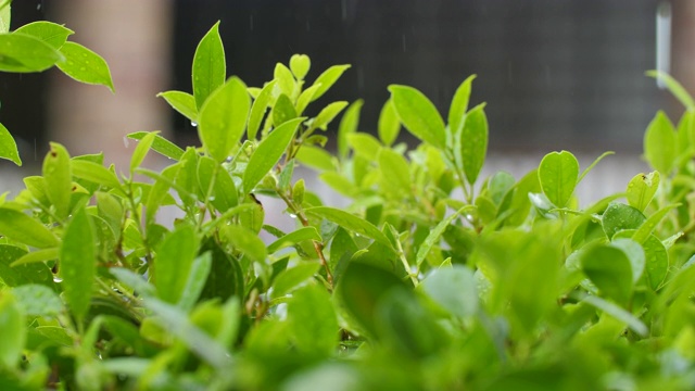 雨落在韩国榕树上视频素材画面4