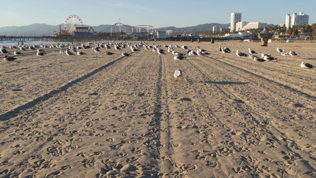 阳光明媚的加州沙滩上的海鸥，圣塔莫尼卡太平洋度假胜地码头上的游乐园里经典的摩天轮。夏季的标志性景观，象征洛杉矶，美国加利福尼亚州。旅游的概念视频素材