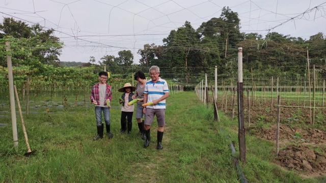 一个亚洲华人家庭在他们的农场快乐地拿着苦瓜。他们正在享受收获季节。视频素材画面4