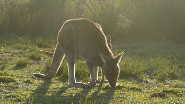 两只东方灰袋鼠(Macropus giganteus)在日落吃草视频素材