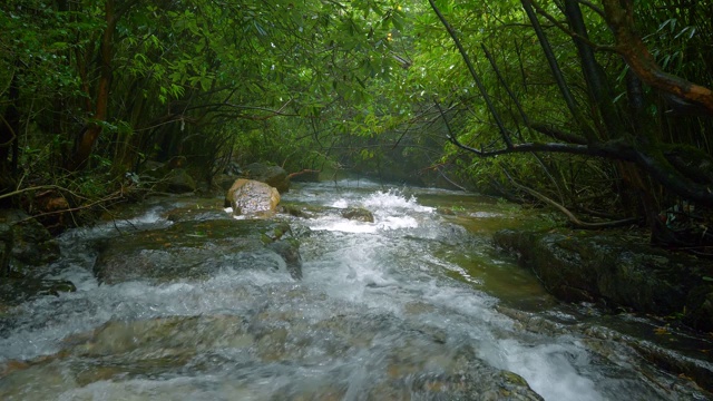 森林流视频素材