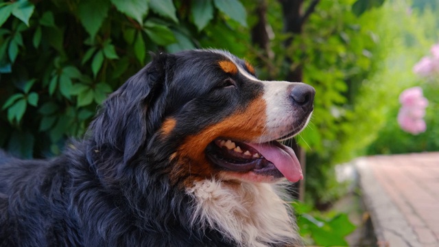 柏恩犬在阳光下的草地上喘着气。黑色和棕色牧羊犬。视频素材