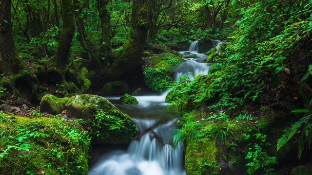 Sangdong Moss Valley / yeongwal -gun，江原道，韩国视频素材