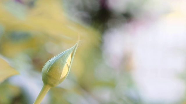 美丽的绿色散克圈和花的自然背景视频素材