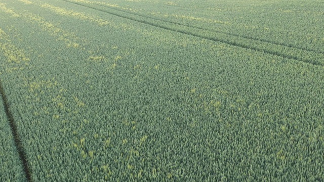 阳光照射在普通小麦(Triticum aestivum)上，无人机拍摄了4K画面视频素材