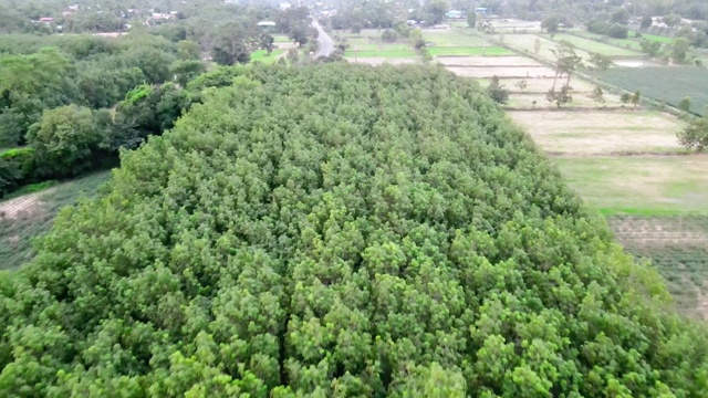 橡胶种植园俯视图。视频素材