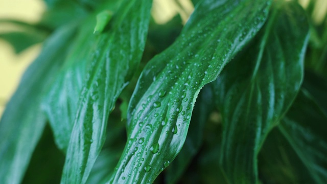 热带刺叶植物，叶上有水滴视频素材