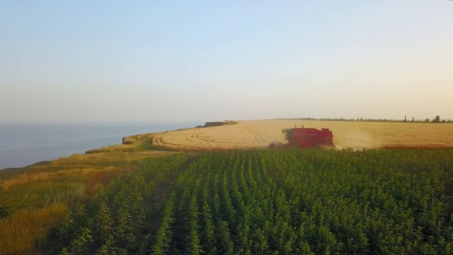 联合收割机的天线，在麦田附近的悬崖上工作，日落时可以看到海景。在海洋附近的农田里收割庄稼的收割机。农业、收获的季节。令人惊叹的风景风景视频素材