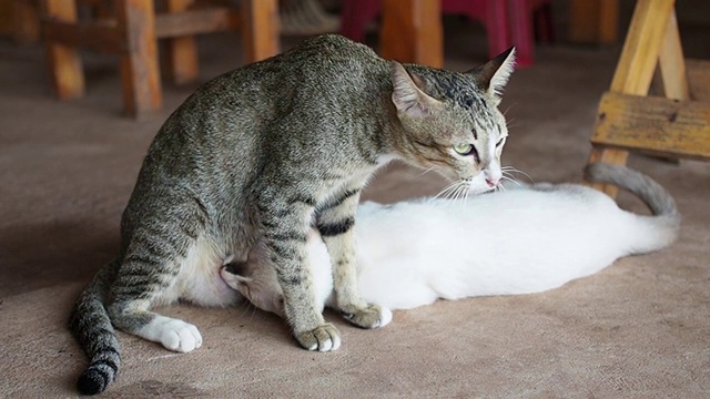 猫正在喂她妈妈的奶。视频下载