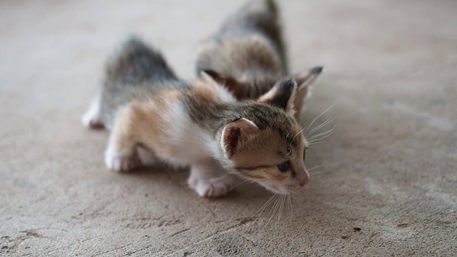 两只小猫在玩。慢动作的概念视频下载