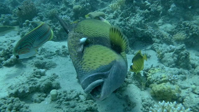 Titan Triggerfish (Balistoides viridescens)在清洁站清洁清洁鱼。热带珊瑚园的生活。色彩斑斓的热带海洋上的鱼视频素材