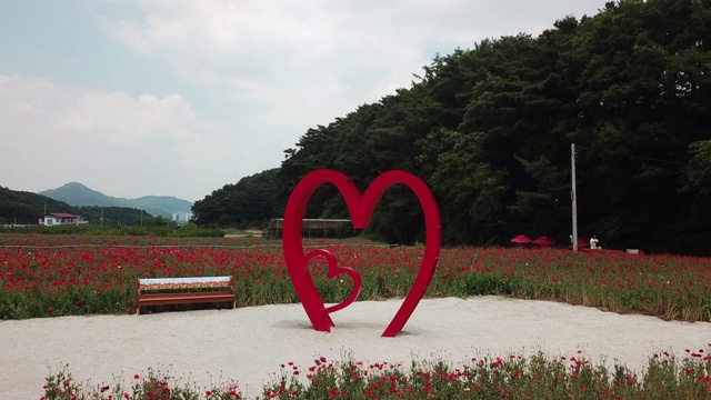 韩国江原道元州寺，龙雪果罂粟花节上的罂粟花和心脏雕像视频素材画面2