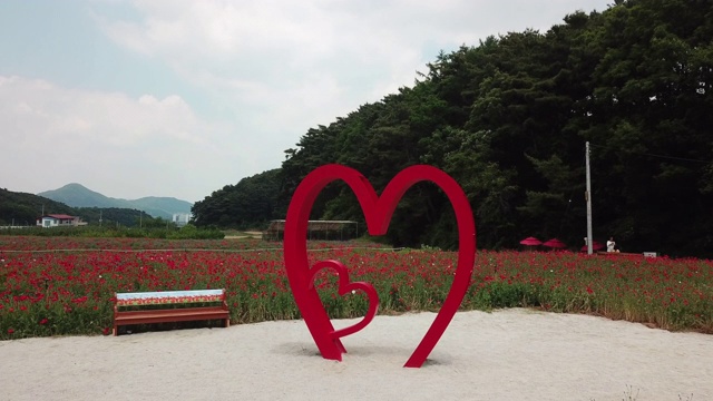韩国江原道元州寺，龙雪果罂粟花节上的罂粟花和心脏雕像视频素材画面4