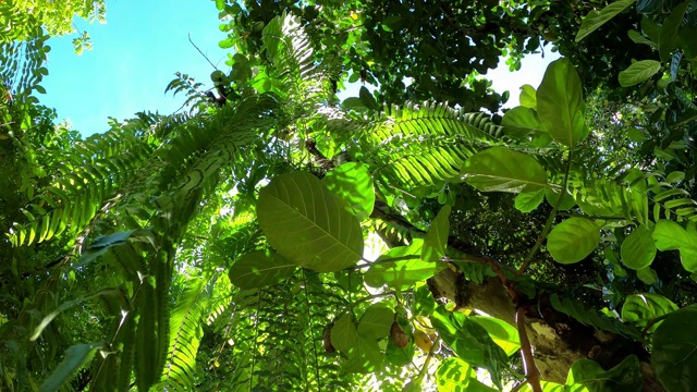 阳光下花园中的绿叶蕨类植物视频素材